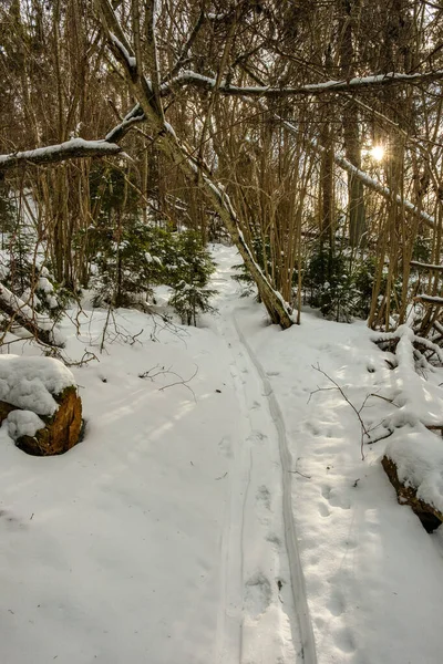 神奇的冬季森林 积雪覆盖着树木 乡村阳光灿烂的日子 — 图库照片