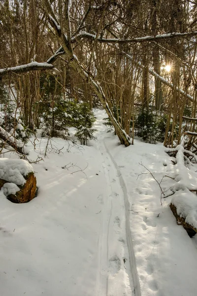 Forêt Hiver Magique Avec Des Arbres Sous Couverture Neige Journée — Photo