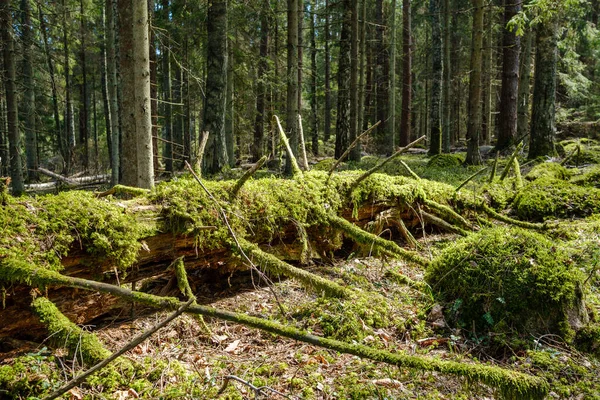 Natuurlijk Zomerwoud Weelderig Met Struiken Boomstammen Mos Grond Natuurreservaat Voor — Stockfoto