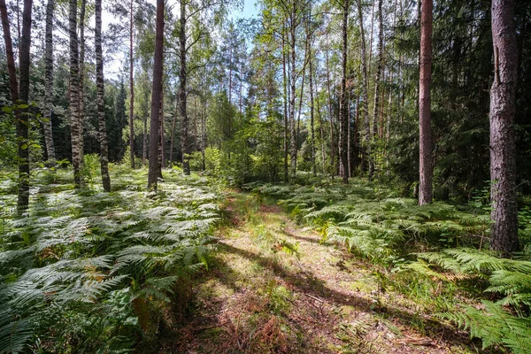 Sentiero Turistico Nel Bosco Autunno Con Foglie Gialle Cadute Sul — Foto Stock