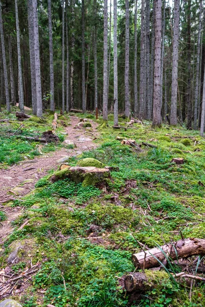 Wanderweg Wald Herbst Mit Gelbem Laub Auf Dem Weg — Stockfoto