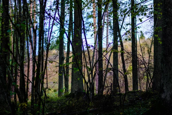 木の幹に茶色の色調の葉がない暗い秋の森 — ストック写真