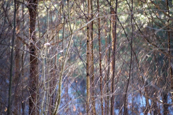 Små Trädgrenar Och Blad Frusna Vintern Med Suddig Bakgrund Abstrakt — Stockfoto