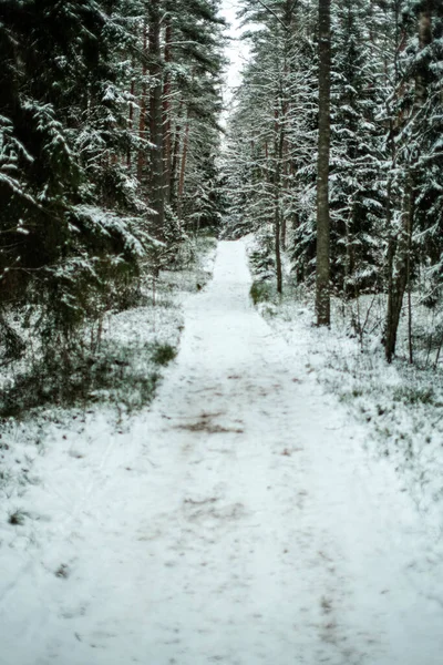 Floresta Mágica Inverno Com Árvores Sob Cobertura Neve Dia Ensolarado — Fotografia de Stock