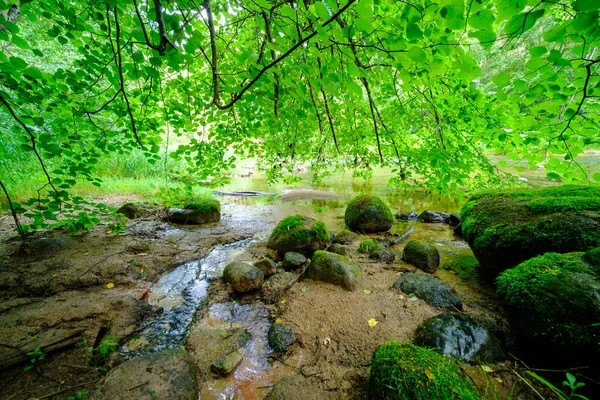 Vista Panorâmica Rio Verão Floresta Com Folha Folhagem Verde Baixa — Fotografia de Stock