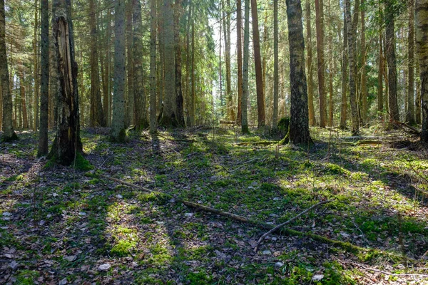 Albero Tronco Testurizzato Sfondo Nella Foresta Primaverile Con Colori Bleech — Foto Stock