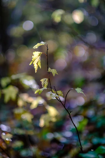 Astratto Autunno Colorato Petterna Foglia Natura Con Sfondo Sfocato Colori — Foto Stock