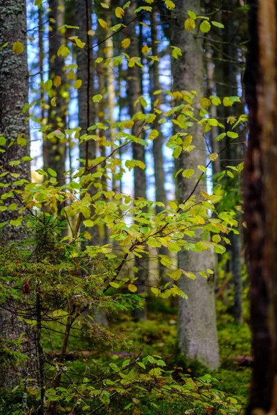 Темный Осенний Лес Стволами Деревьев Листьев Коричневого Цвета — стоковое фото