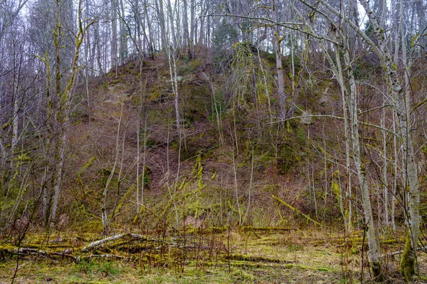 Natürlicher Sommerwald Mit Büschen Baumstämmen Und Moos Auf Dem Boden — Stockfoto