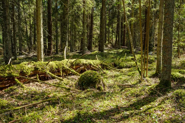 Natural Summer Forest Lush Bushes Tree Trunks Moss Ground Nature — Stock Photo, Image