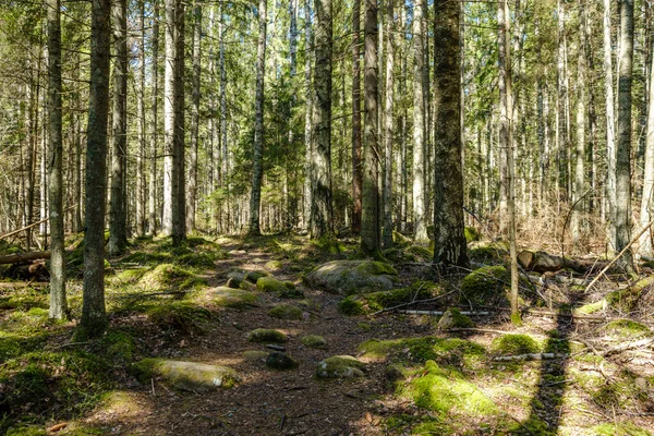 Φυσικό Καλοκαιρινό Δάσος Καταπράσινο Θάμνους Κορμούς Δέντρων Και Βρύα Στο — Φωτογραφία Αρχείου