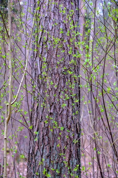 Floresta Natural Verão Exuberante Com Arbustos Troncos Árvores Musgo Chão — Fotografia de Stock