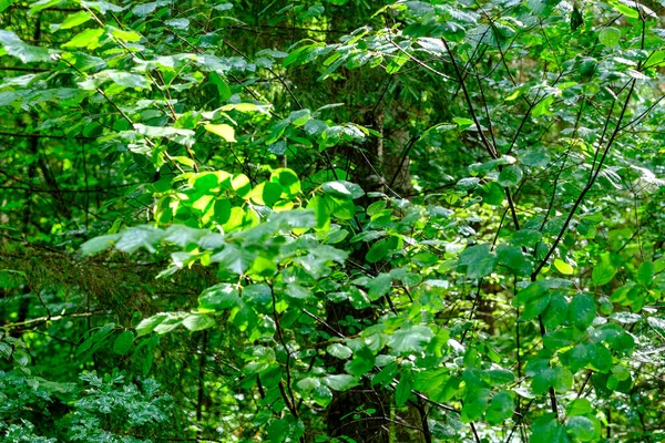 Floresta Verde Exuberante Com Folhas Folhagem Textura Arbusto Verão Natureza — Fotografia de Stock