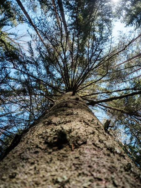 春の森の木の幹の質感の背景に漂白色 — ストック写真