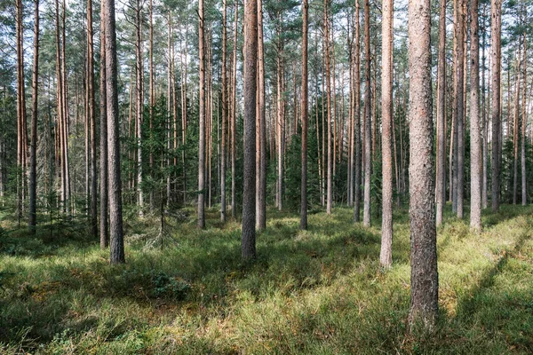 Κορμό Δέντρου Υφή Φόντο Στο Δάσος Άνοιξη Χρώματα Οξιάς — Φωτογραφία Αρχείου