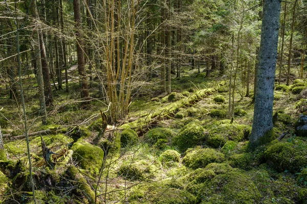 地面に茂み幹や苔が茂る天然の夏の森 鳥類や動物の自然保護区 — ストック写真