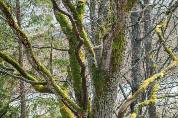 Μικρά Κλαδιά Δέντρων Την Άνοιξη Ουδέτερο Θολό Φόντο Αφηρημένη Φρέσκα — Φωτογραφία Αρχείου