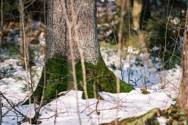 Magica Foresta Invernale Con Alberi Sotto Copertura Neve Giornata Sole — Foto Stock