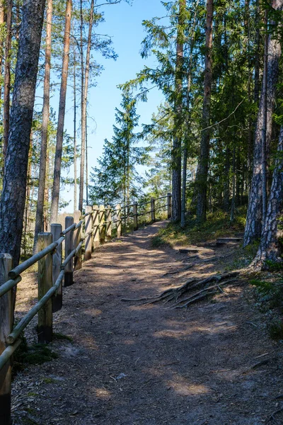 Bosque Natural Verano Exuberante Con Arbustos Troncos Árboles Musgo Suelo —  Fotos de Stock