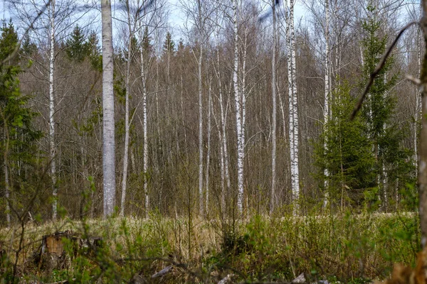 Floresta Natural Verão Exuberante Com Arbustos Troncos Árvores Musgo Chão — Fotografia de Stock