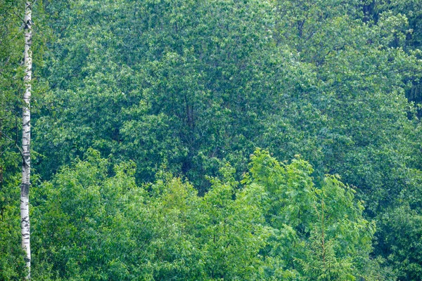 Bosque Verde Exuberante Con Hojas Follaje Textura Arbusto Naturaleza Verano — Foto de Stock