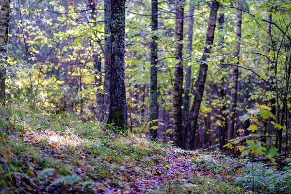 Abstrakte Herbst Farbigen Blatt Pettern Der Natur Mit Verschwommenem Hintergrund — Stockfoto