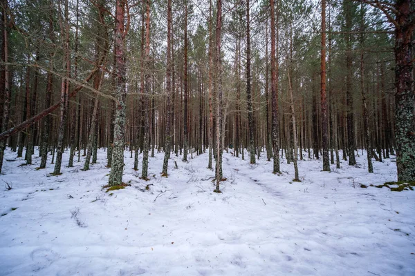 Dřevěná Kmenová Zeď Zimním Lese Pokrytá Sněhem Sluncem Zářícím Větvemi — Stock fotografie