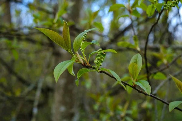 Piccoli Rami Albero Primavera Sfondo Sfocato Neutro Astratto Con Foglie — Foto Stock