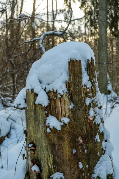 Forêt Hiver Magique Avec Des Arbres Sous Couverture Neige Journée — Photo