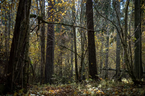 Bosque Oscuro Otoño Con Troncos Árbol Sin Hojas Tonos Marrones —  Fotos de Stock