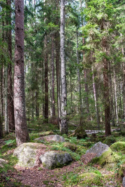 Μεγάλες Πέτρες Άγριο Δάσος Βρύα Και Ρωγμές Από Χρόνο — Φωτογραφία Αρχείου