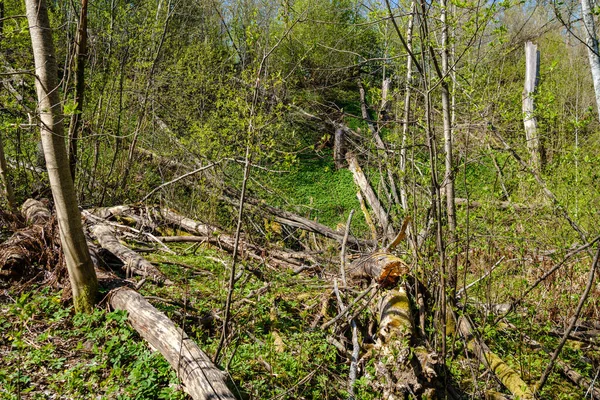 Velho Tronco Árvore Seca Pisar Floresta Para Toras Madeira Lareira — Fotografia de Stock