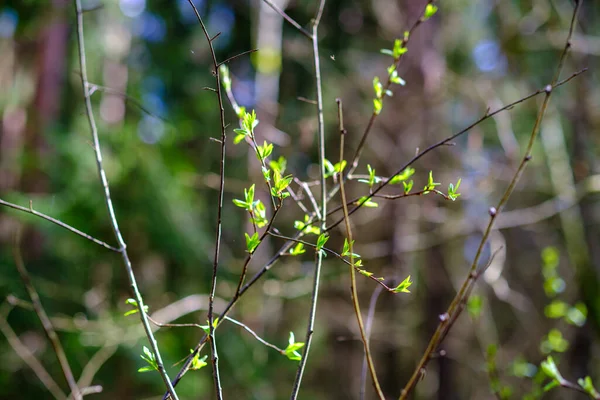 Pequenos Galhos Árvore Primavera Fundo Borrão Neutro Resumo Com Folhas — Fotografia de Stock