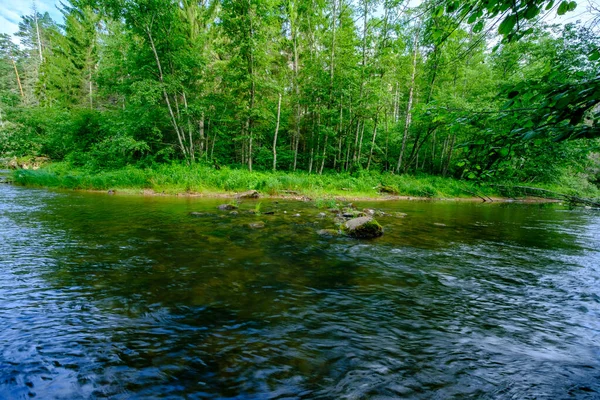 Живописный Летний Вид Реку Лесу Зелеными Листьями Деревьев Низкой Водой — стоковое фото