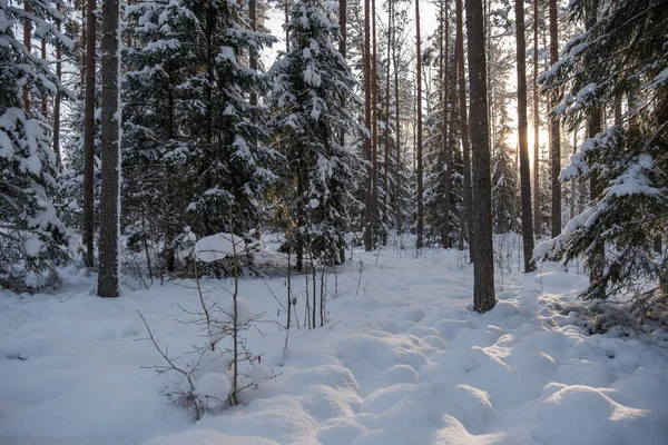 Árvore Parede Tronco Floresta Inverno Coberto Com Neve Sol Brilhando — Fotografia de Stock