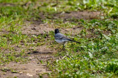 Beyaz kuyruklu (Motacilla alba) baharda yeşil alanda beslenir.