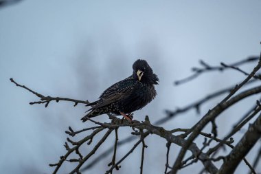 Yeşil alanda ve ağaç dallarında beslenen sığırcık veya Avrupa sığırcığı (Sturnus vulgaris)