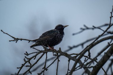 Yeşil alanda ve ağaç dallarında beslenen sığırcık veya Avrupa sığırcığı (Sturnus vulgaris)