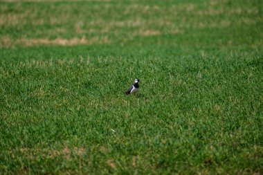Beyaz kuyruklu (Motacilla alba) baharda yeşil alanda beslenir.