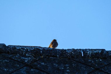 The great tit (Parus major) feeding in the green field and trees