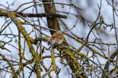 Papatya (Fringilla coelebs) yazın yeşil alanda beslenir.