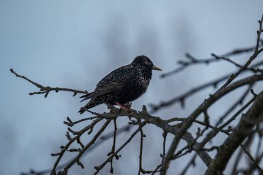 Yeşil alanda ve ağaç dallarında beslenen sığırcık veya Avrupa sığırcığı (Sturnus vulgaris)