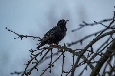 Yeşil alanda ve ağaç dallarında beslenen sığırcık veya Avrupa sığırcığı (Sturnus vulgaris)