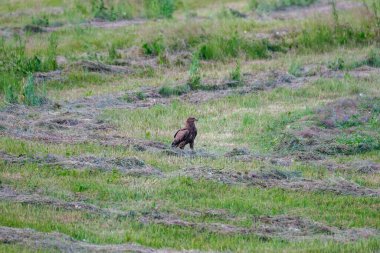 Büyük şahin yazın tarlaların üzerinde dua etmek için avlanır.