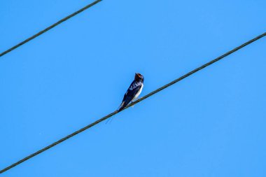 Beyaz kuyruklu (Motacilla alba) baharda yeşil alanda beslenir.