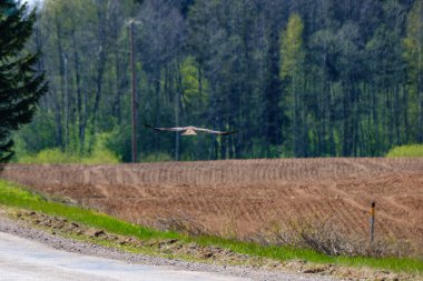 Büyük şahin yazın tarlaların üzerinde dua etmek için avlanır.