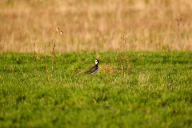Kuzey kanadı (Vanellus vanellus) yeşil alanda besleniyor ve uçuyor.