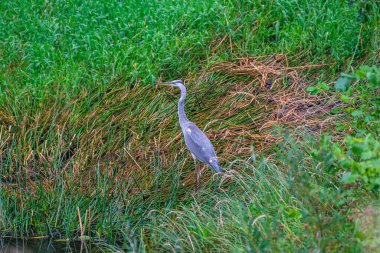 Gri balıkçıl (Ardea cinerea) gölette yüzer ve beslenir.