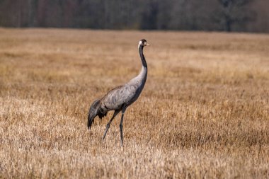 Grus grus (ortak vinç) tarlada beslenen ve yuva için dallar toplayan