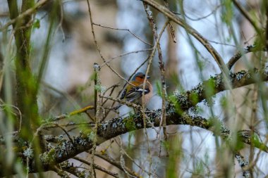 Papatya (Fringilla coelebs) yazın yeşil alanda beslenir.